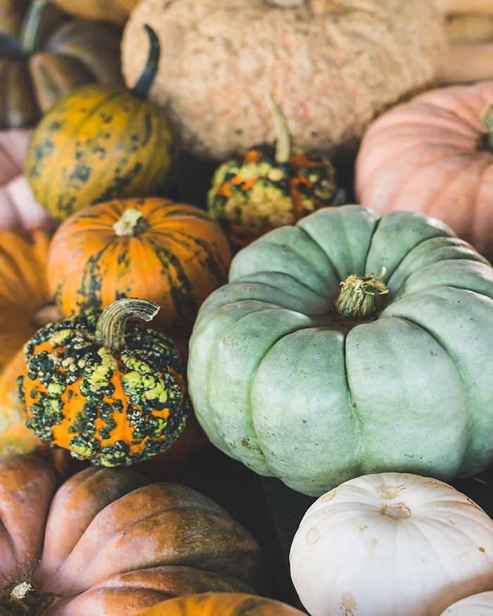 Speckled decorative gourds with blue-green and white heirloom pumpkins