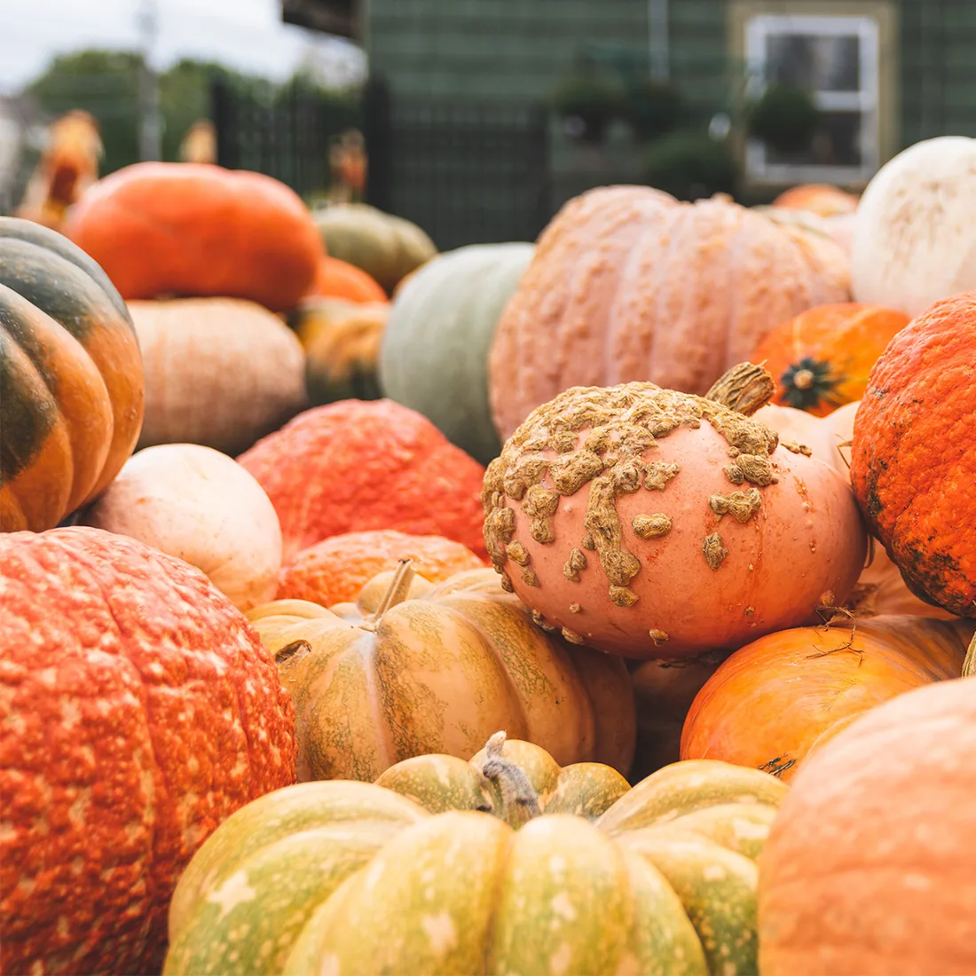 Warty, striped and orange heirloom pumpkins piled together at Mahoney's