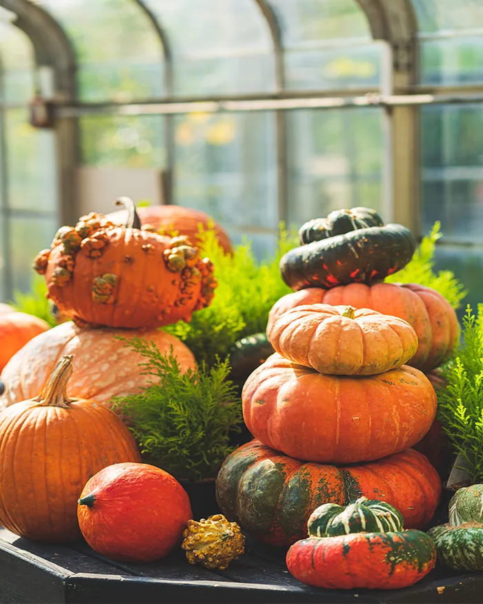 Stacked mini pumpkins, warty pumpkins and gourds with evergreen sprigs in a Mahoney's greenhouse