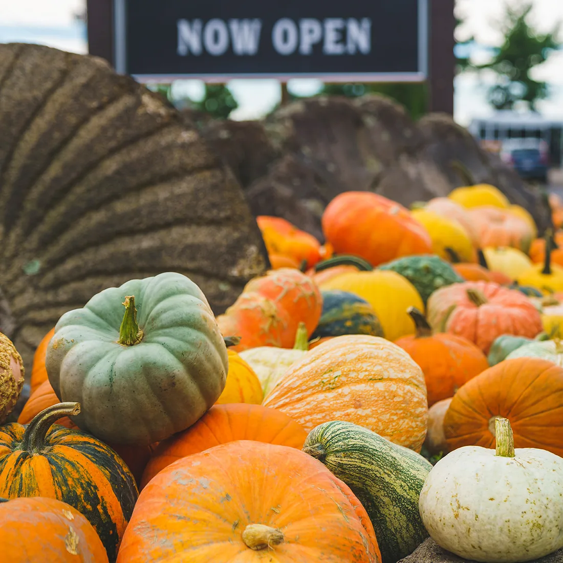 Heirloom and orange pumpkins piled in front of the Farmstand Now Open sign at Mahoney's