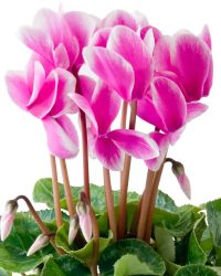 cyclamen1